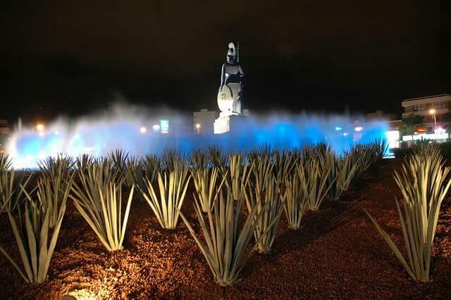La imagen muestra Bajo el manto nocturno de la ciudad de Guadalajara, emerge majestuosa la estatua del monumento a la Minerva, envuelta en una atmósfera etérea que conjuga luces azules y neblina. En el corazón de una fuente, la imponente figura humana se alza con una postura erguida, impregnando el paisaje con su presencia imponente. En primer plano, se despliegan numerosas plantas de agave, dispuestas meticulosamente en filas ordenadas. Sus hojas alargadas y puntiagudas se alzan hacia el cielo, iluminadas desde abajo, lo que realza su textura y forma. La tierra o grava sobre la que reposan añade una sensación de arraigo a la escena. Al fondo, más allá de la fuente, destellan las luces dispersas de la ciudad, insinuando un entorno urbano nocturno. Esta amalgama de elementos —la iluminación sutil, la exuberante vegetación y la imponente estatua—, se fusiona para crear un paisaje visual cautivador, imbuido de un aura mística y fascinante.